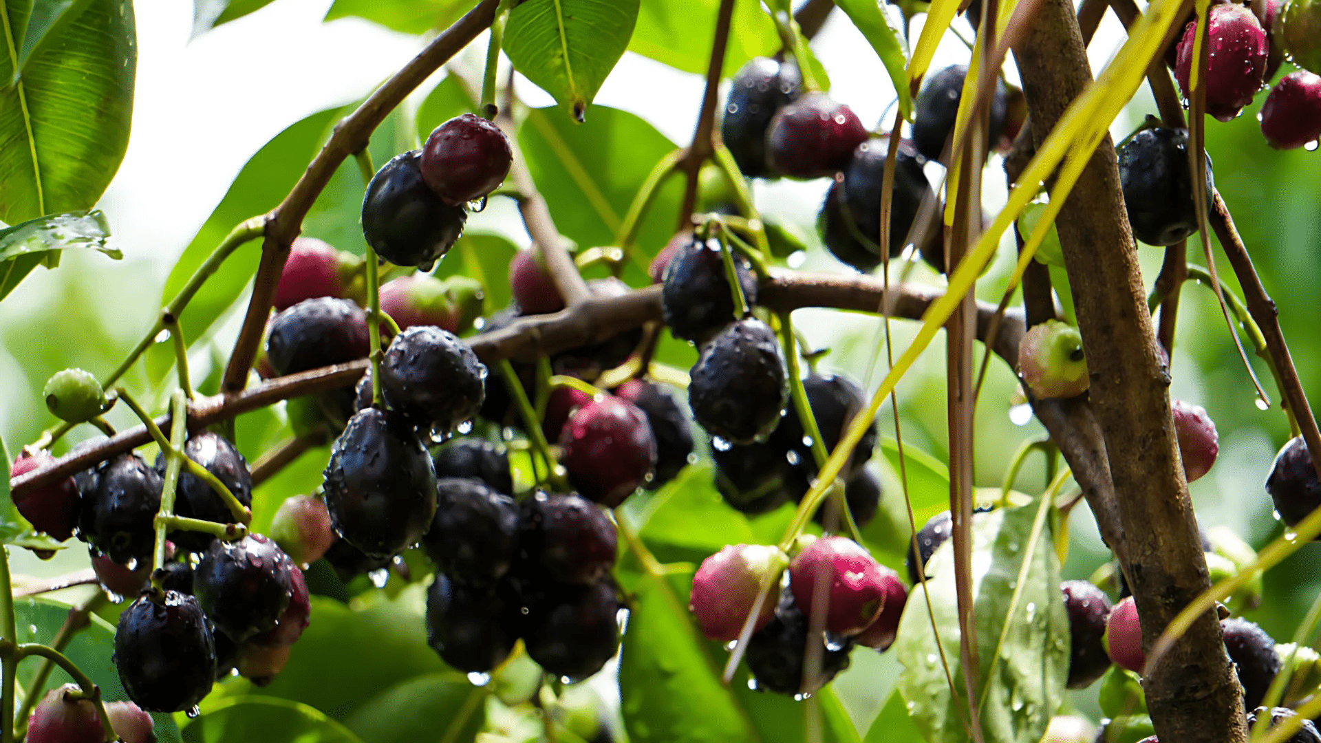 Indian_Sherbet_Berry