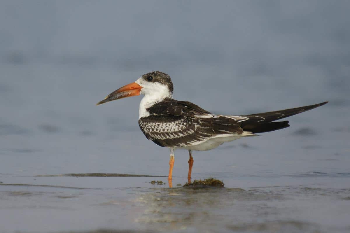 Indian_Skimmer