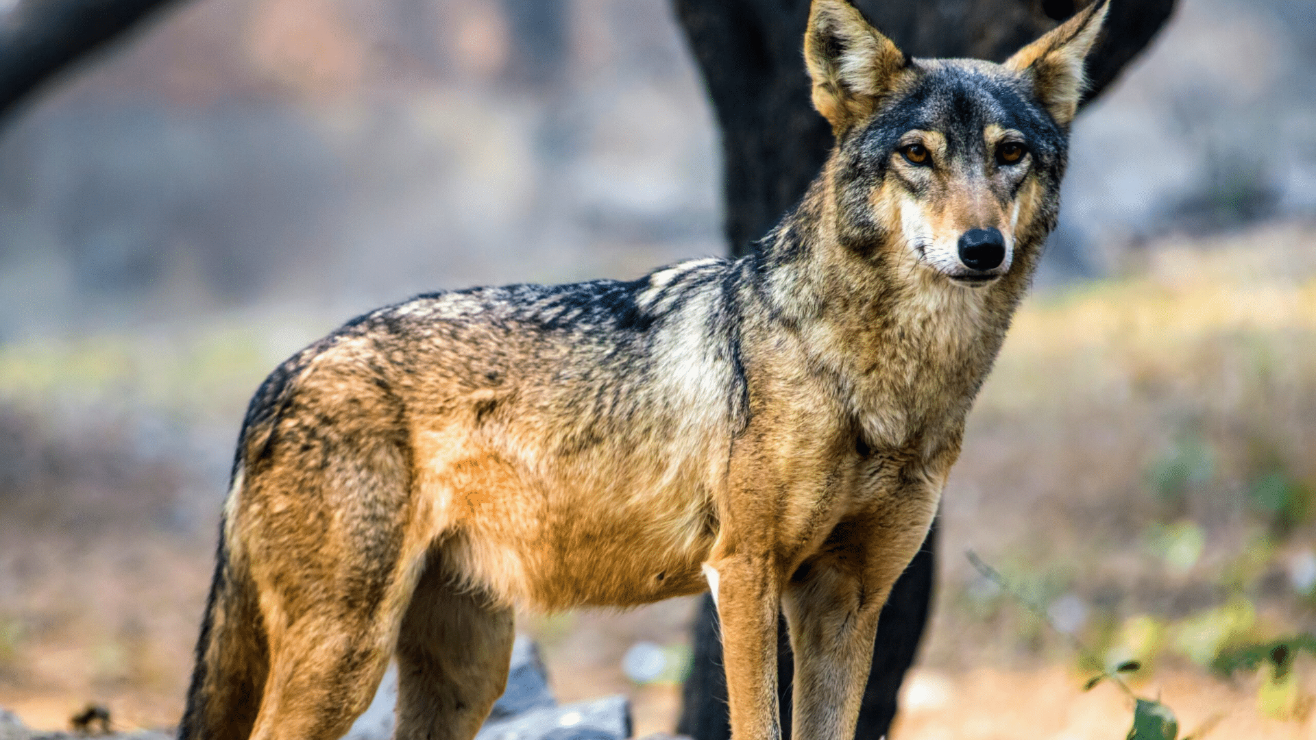 Indian_Wolf
