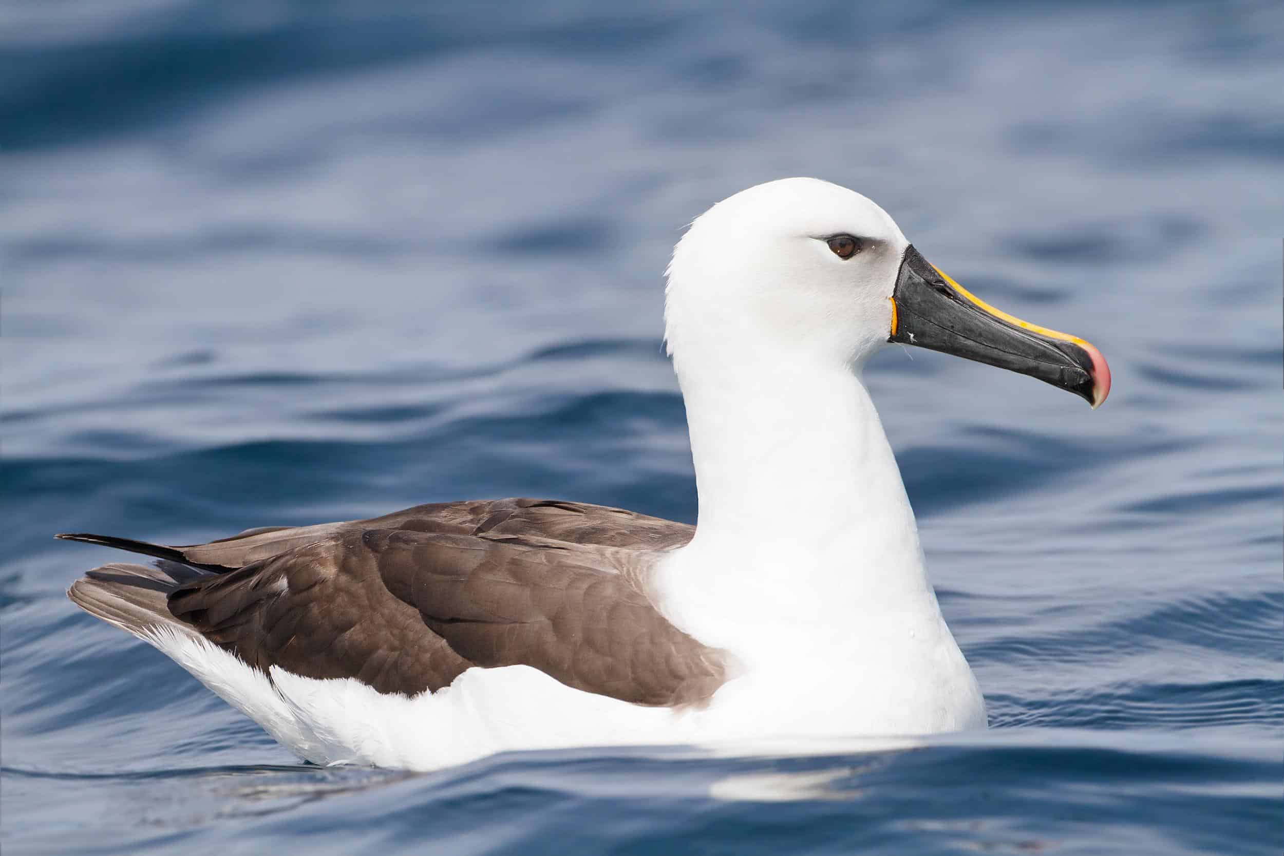 Indian_Yellow-nosed_Albatross