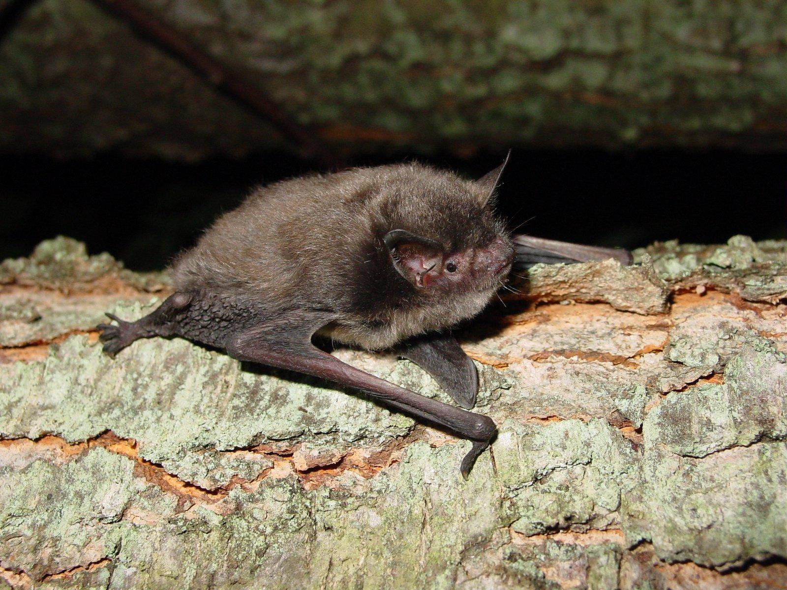 Indiana_Bat