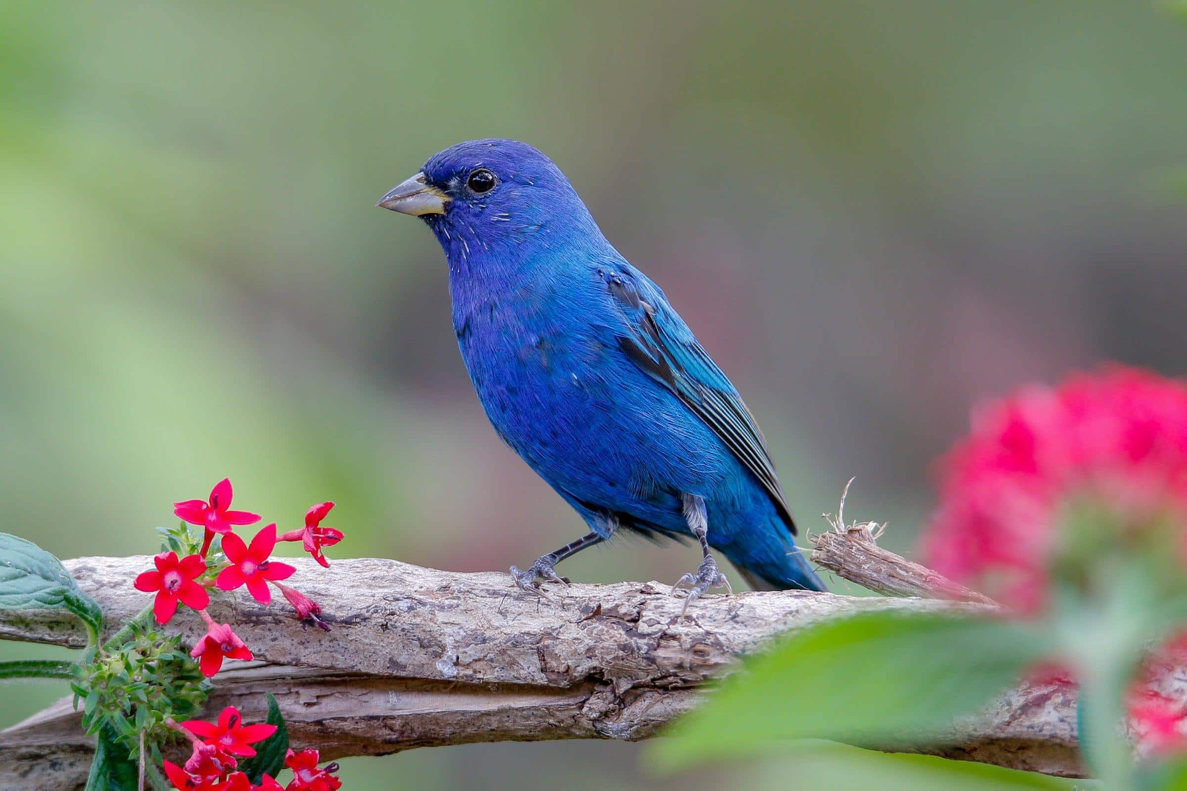 Indigo_Bunting