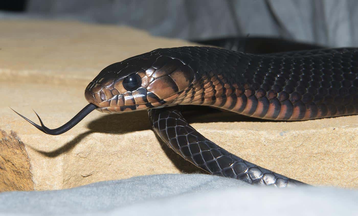 Indigo_Snake