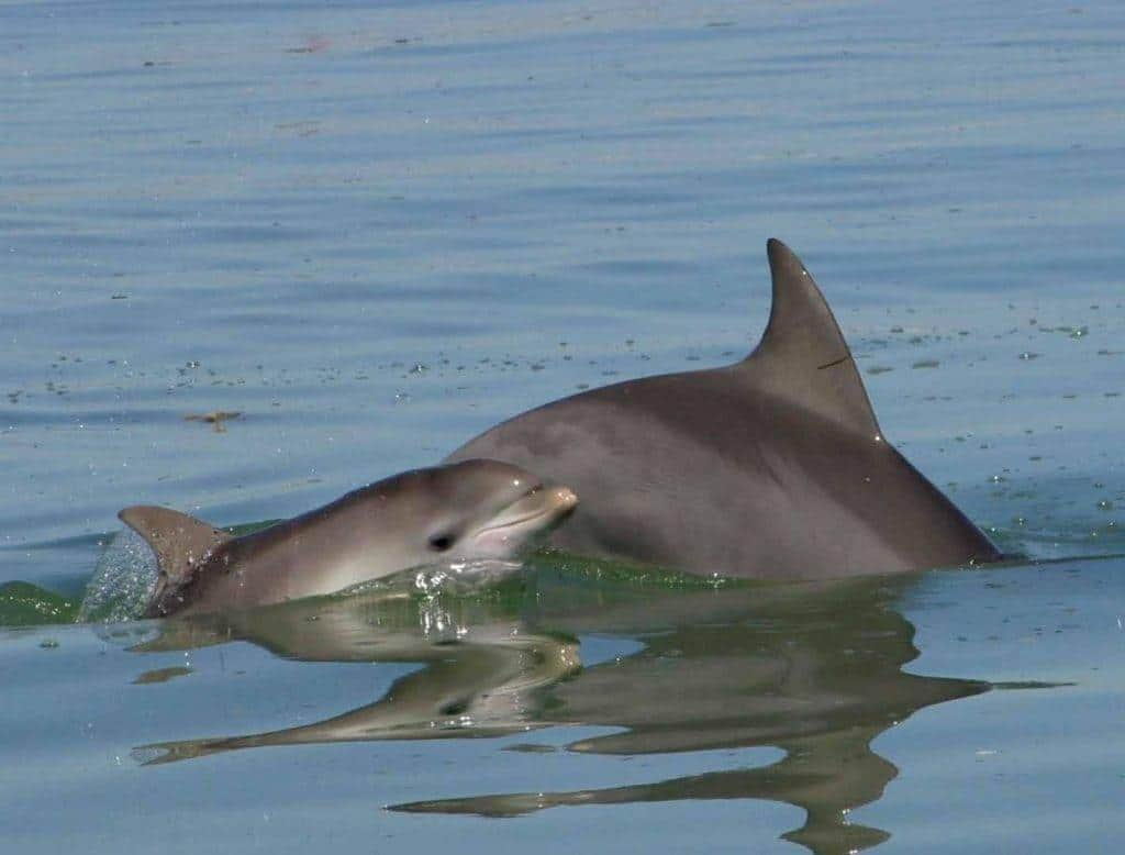 Indo-Pacific_Bottlenose_Dolphin