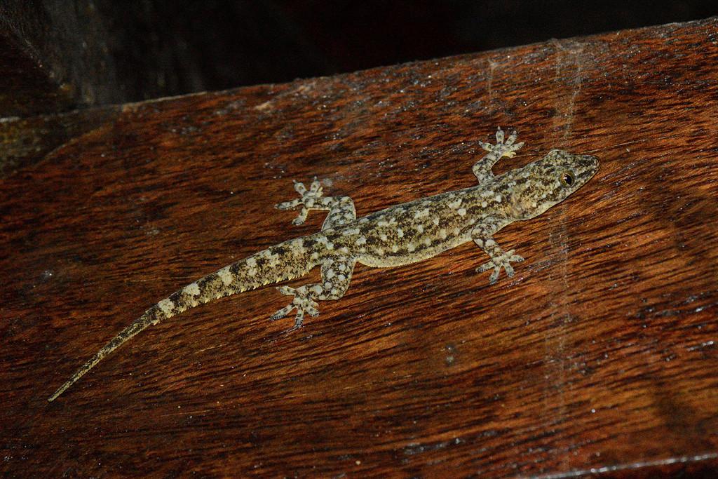 Indo-Pacific_Gecko