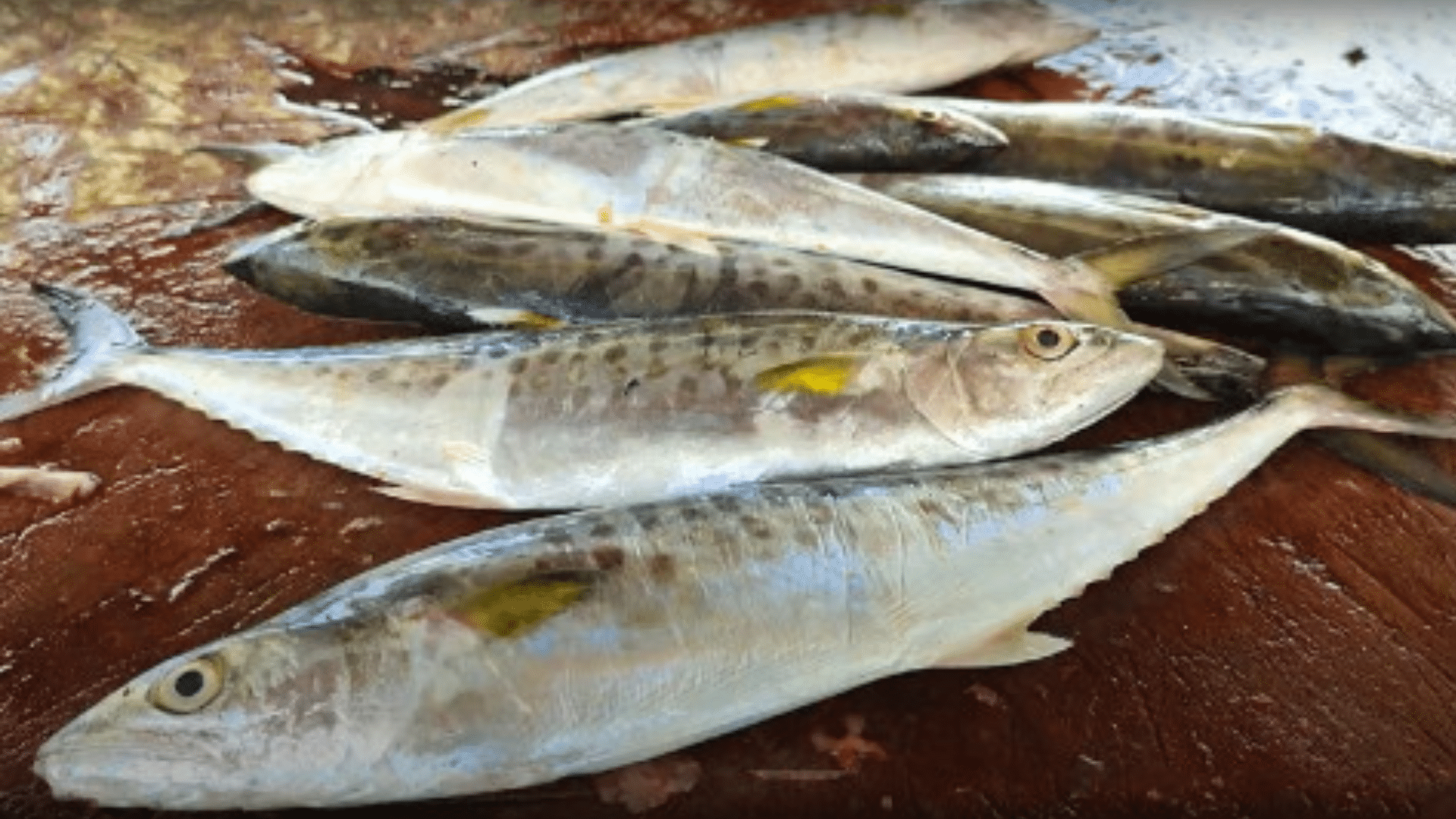Indo-Pacific_King_Mackerel