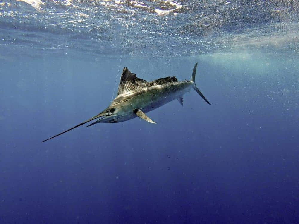 Indo-Pacific_Sailfish