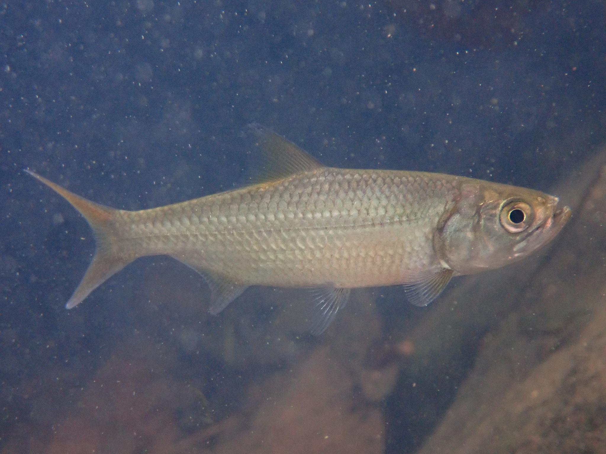 Indo-Pacific_Tarpon