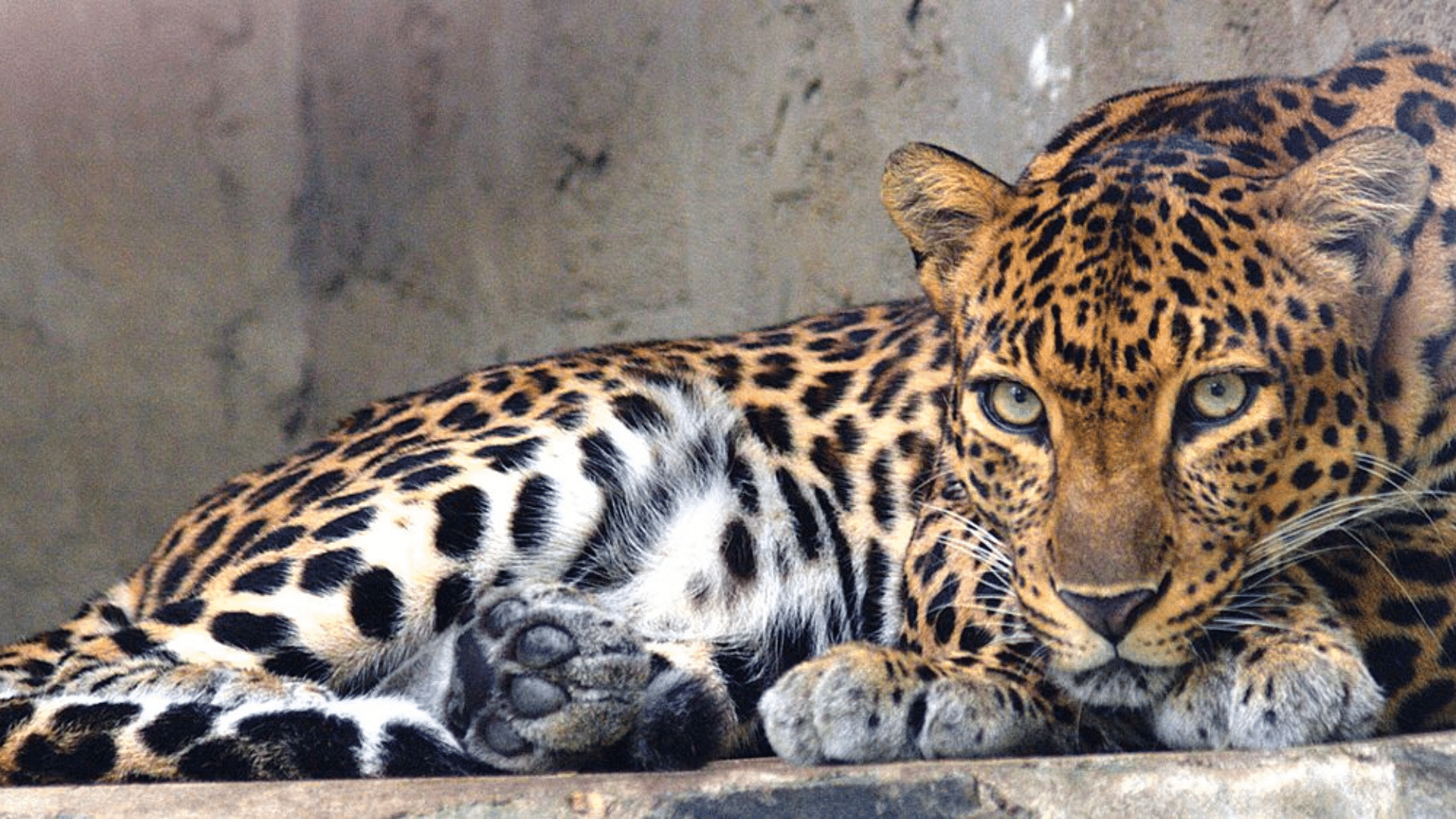 Indochinese_Leopard