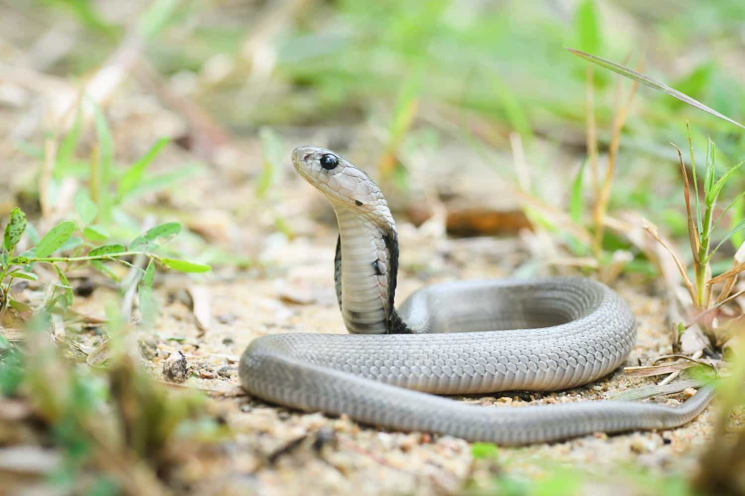 Indochinese_Spitting_Cobra