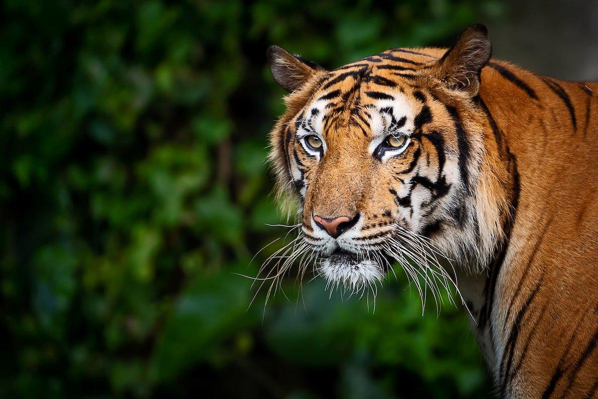 Indochinese_Tiger