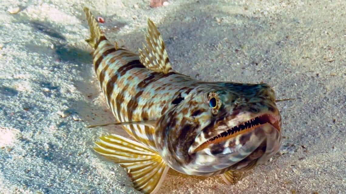 Inshore_Lizardfish