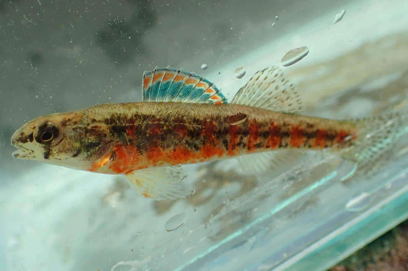 Iowa_Darter