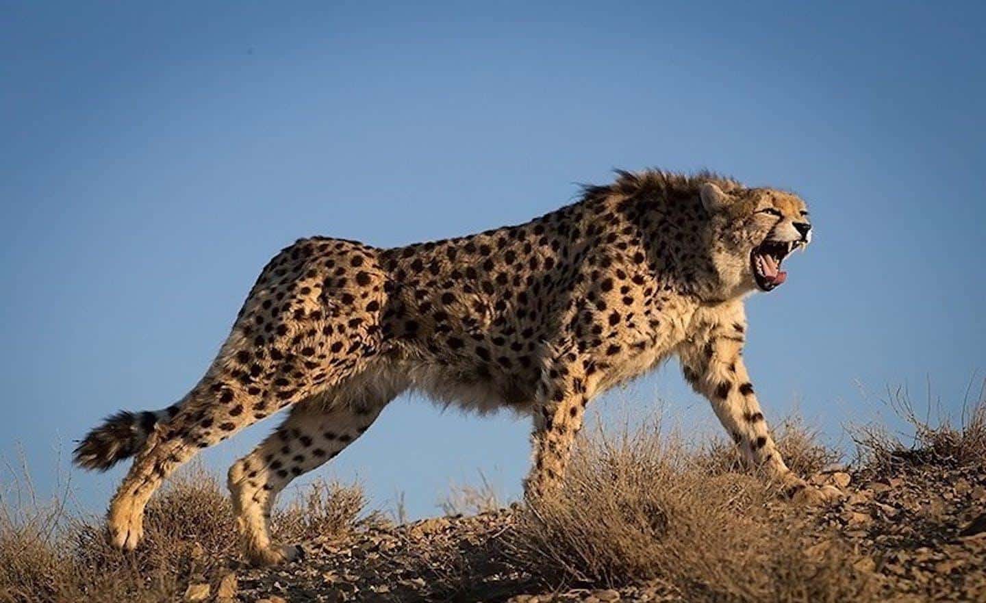 Iranian_Cheetah_Asiatic_Cheetah