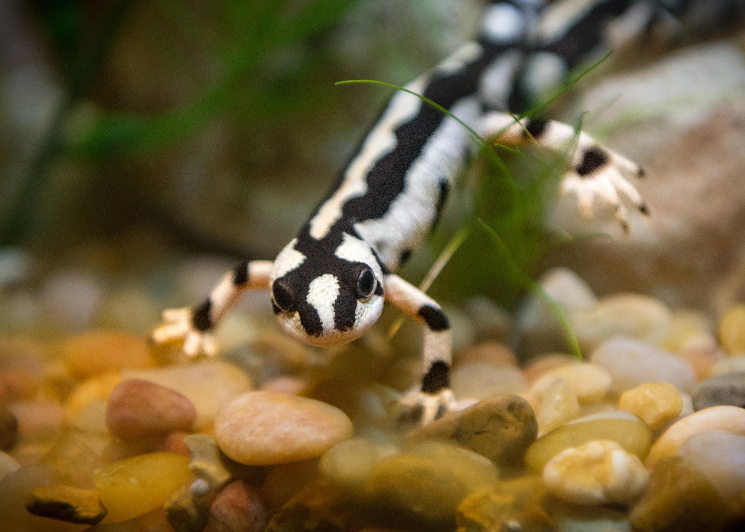 Iranian_Harlequin_Newt