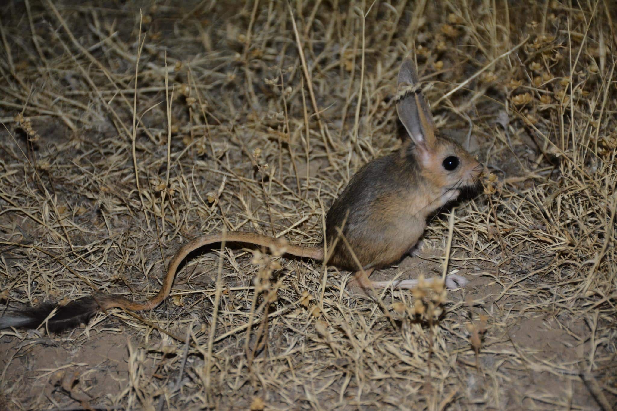 Iranian_Jerboa