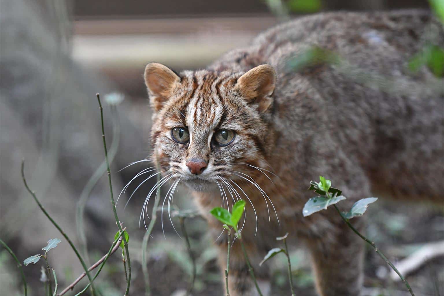 Iriomote_Cat