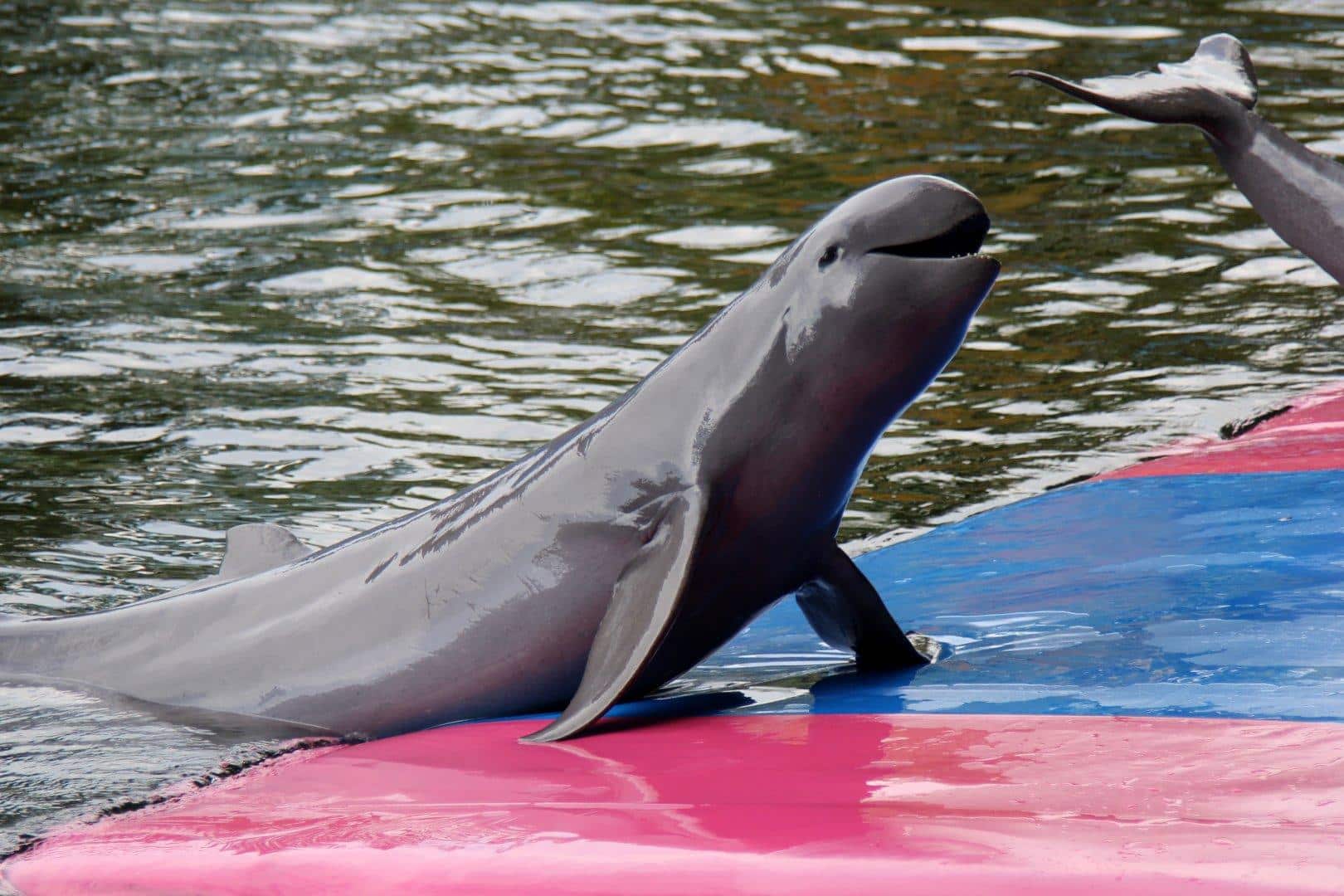 Irrawaddy_Dolphin