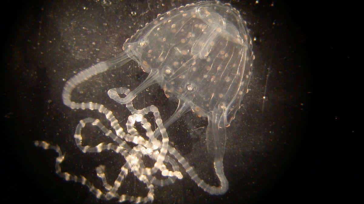 Irukandji_Jellyfish
