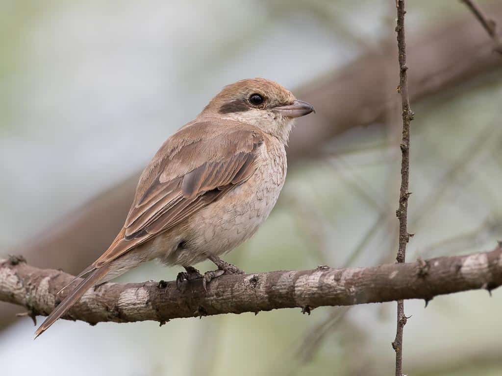 Isabelline_Shrike