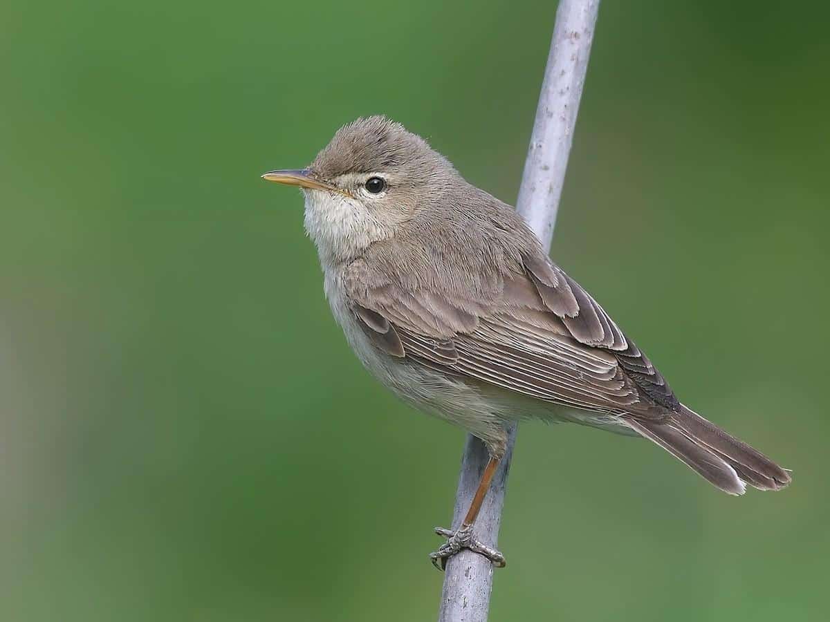 Isabelline_Warbler_also_known_as_Eastern_Olivaceous_Warbler