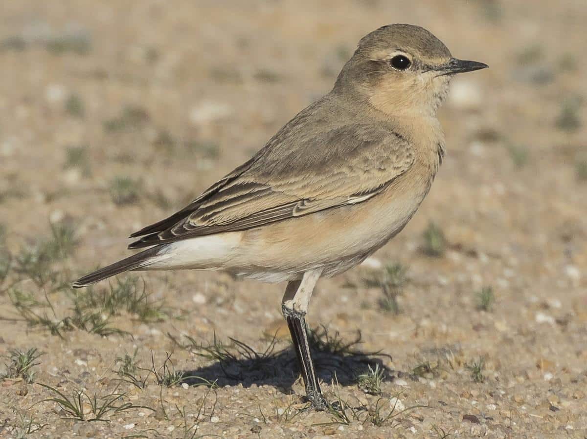 Isabelline_Wheatear