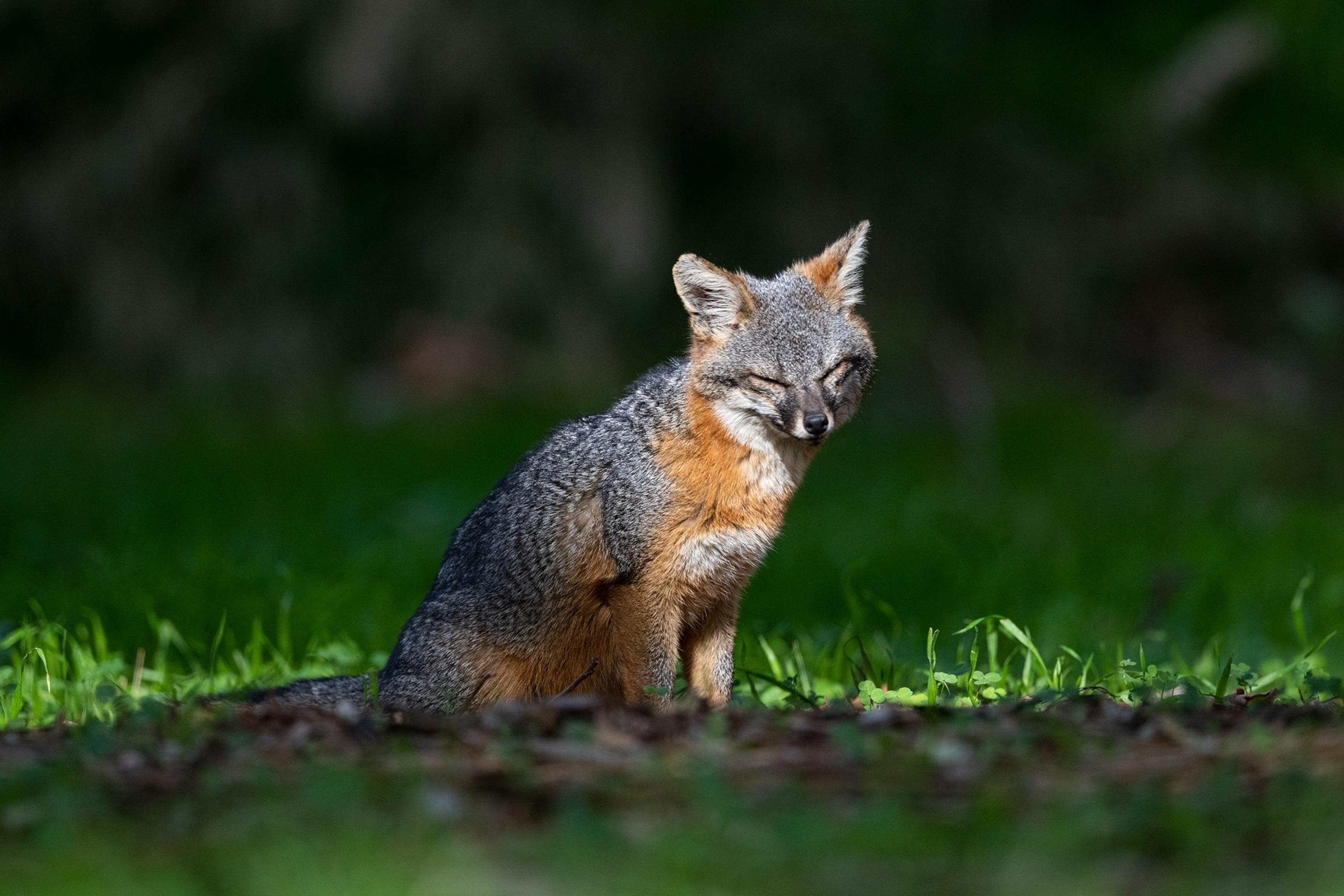 Island_Fox