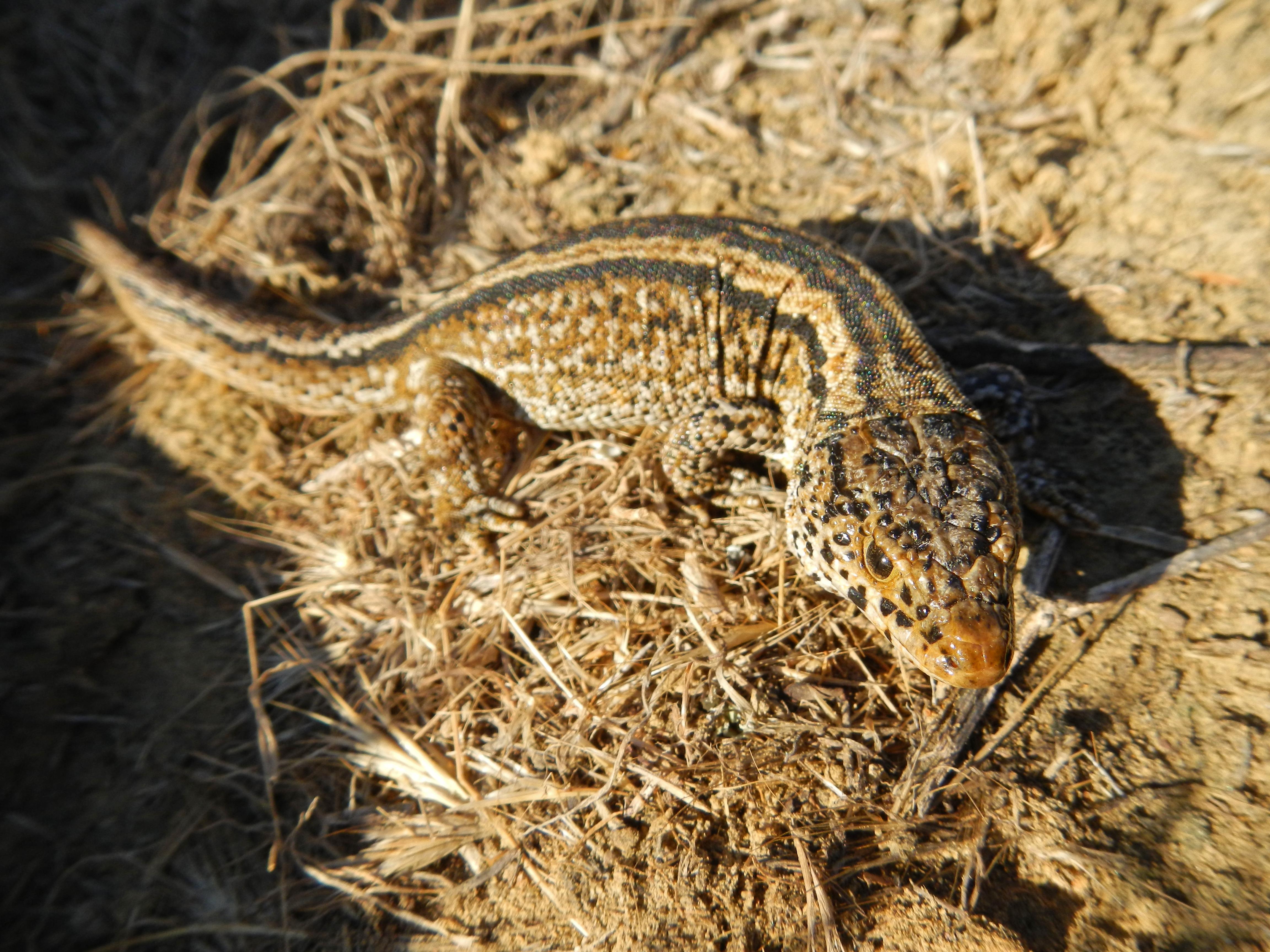 Island_Night_Lizard