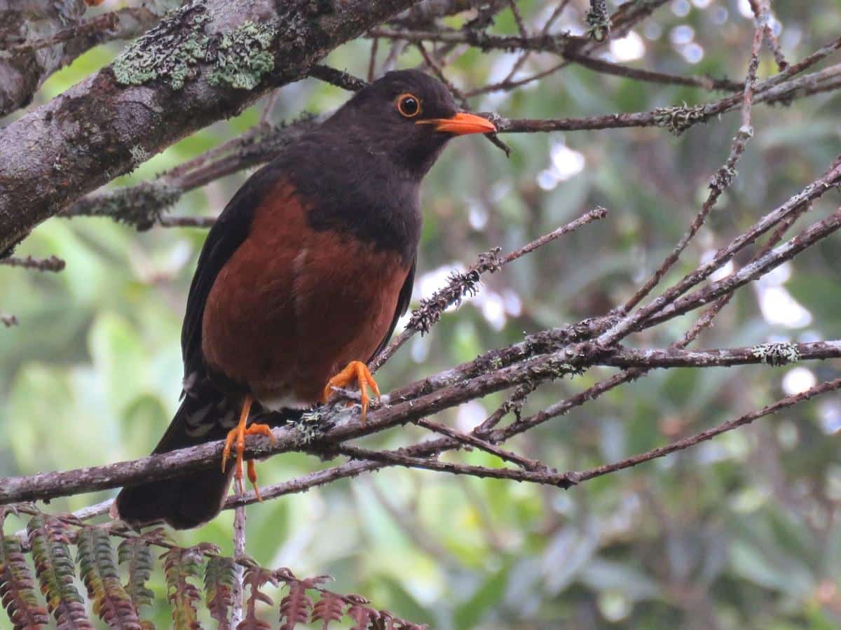 Island_Thrush