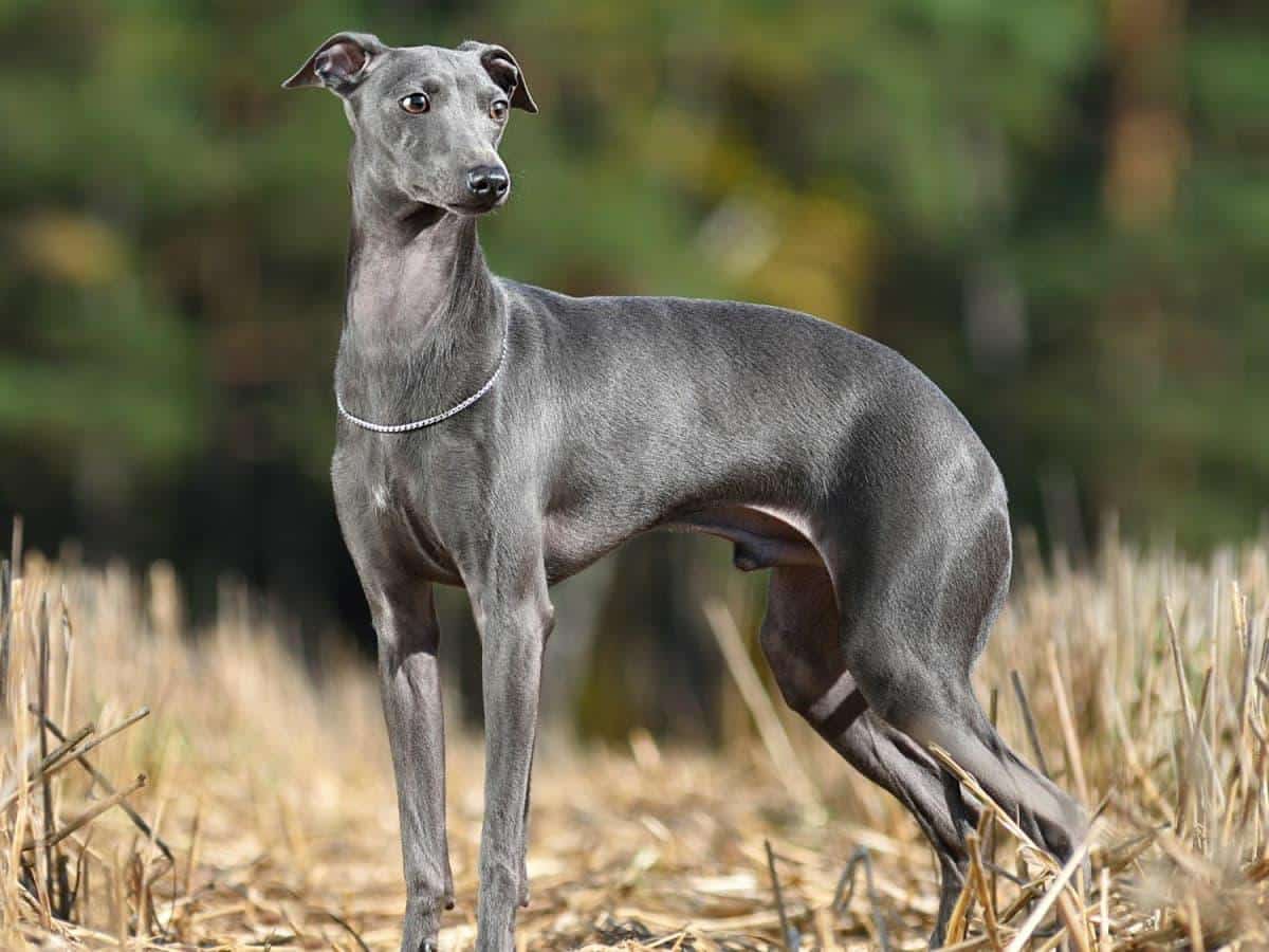 Italian_Greyhound