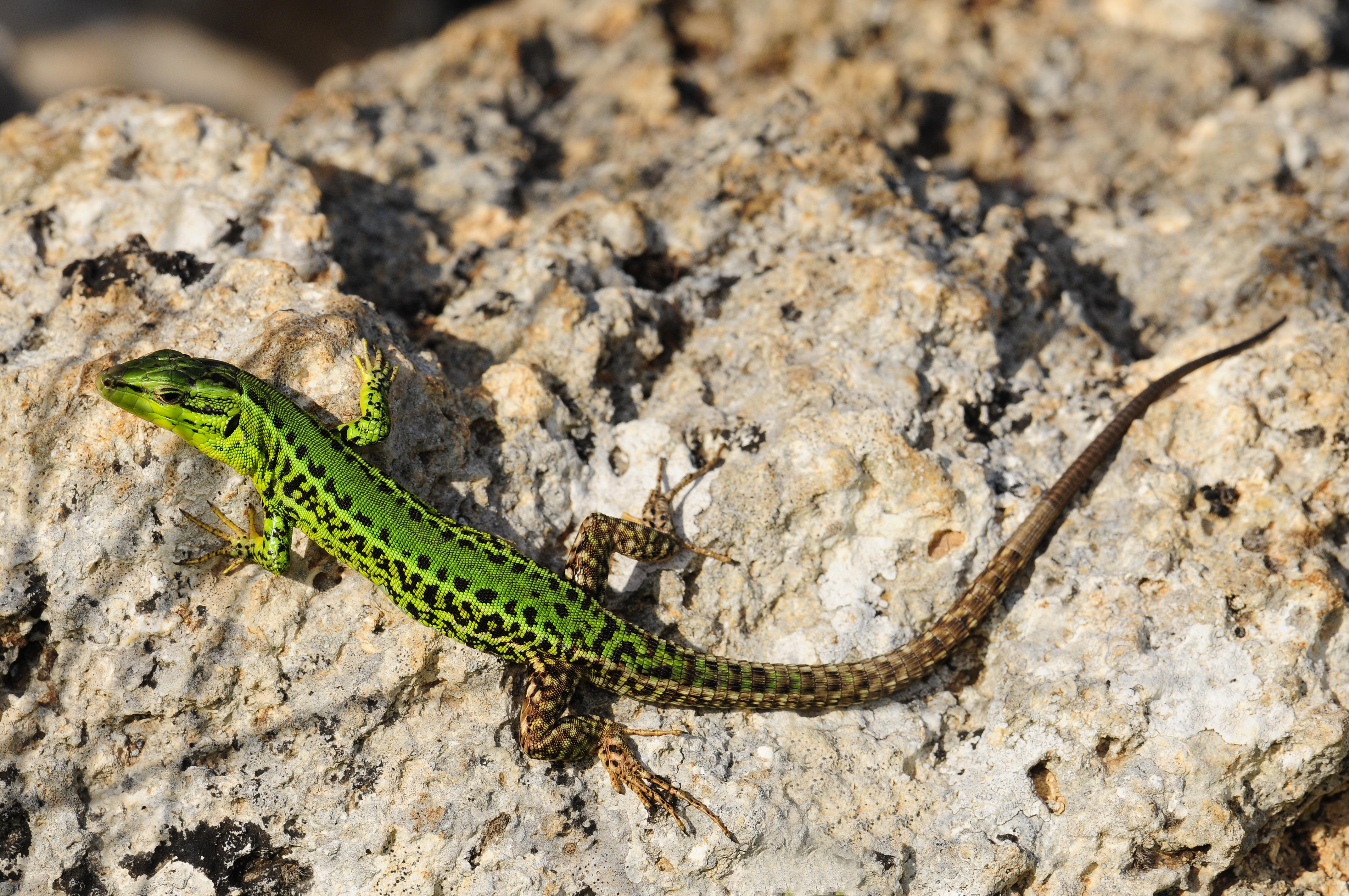Italian_Wall_Lizard