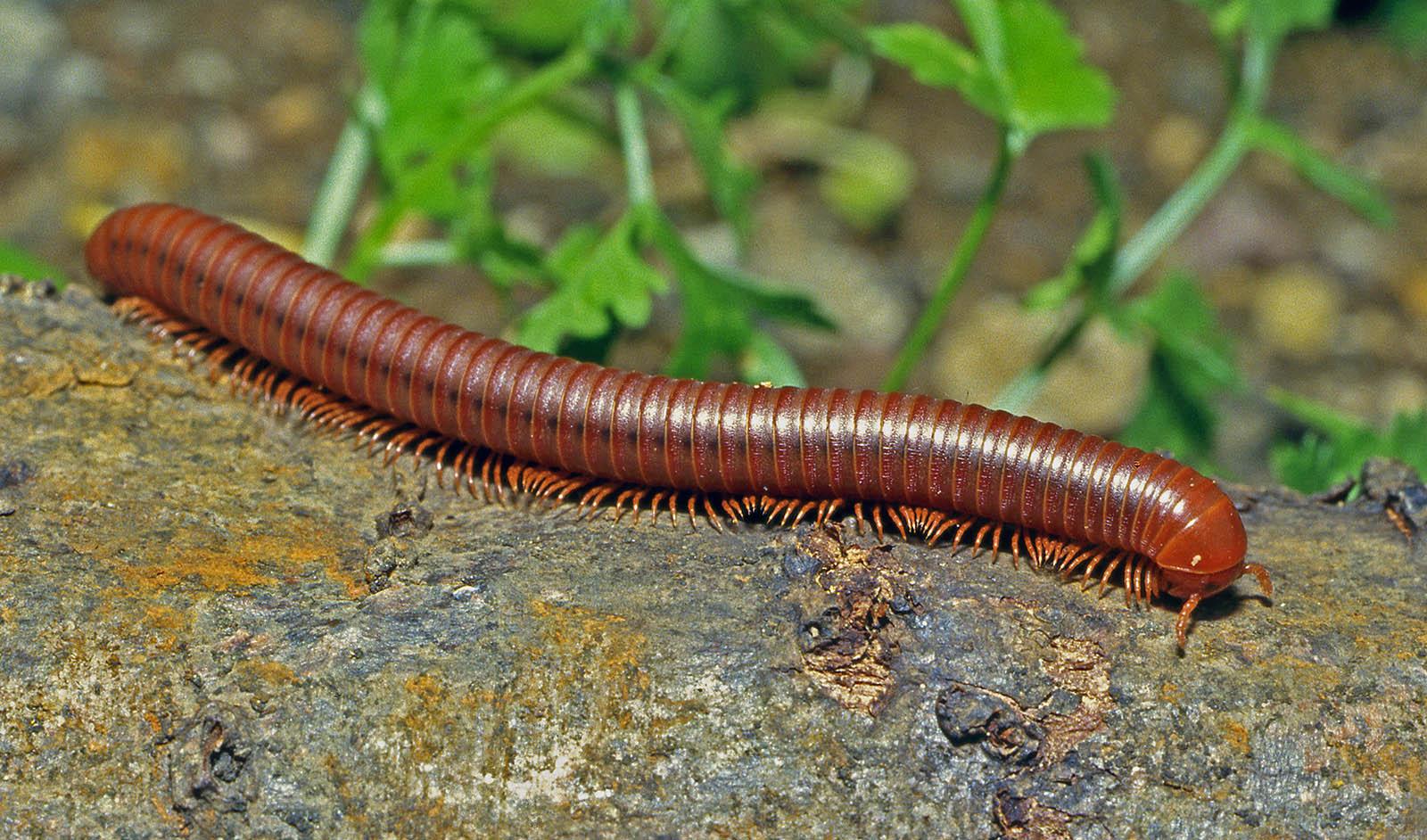 Iulus_A_Genus_of_Millipede