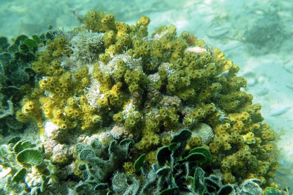 Ivory_Bush_Coral