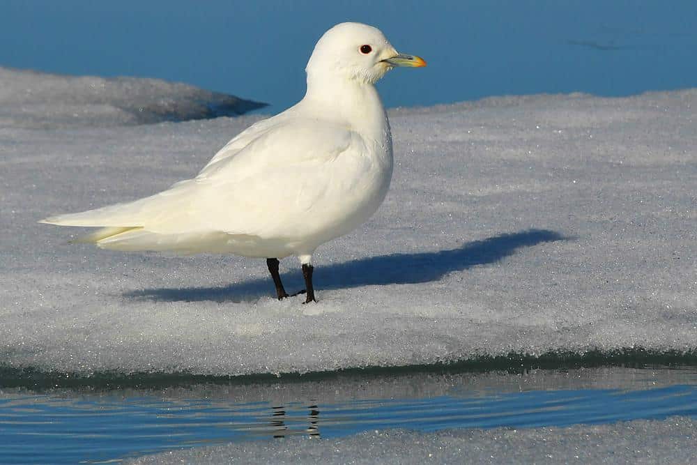 Ivory_Gull