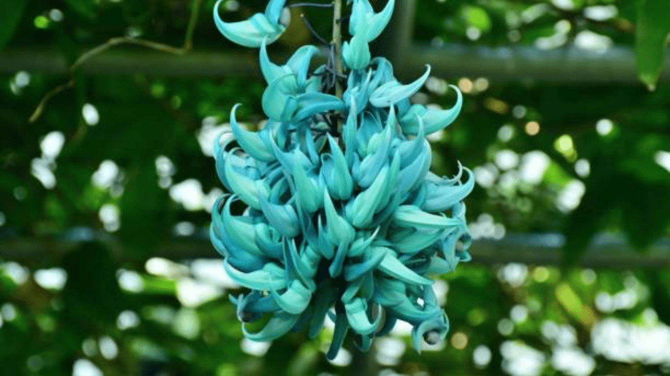 Jade_Vine