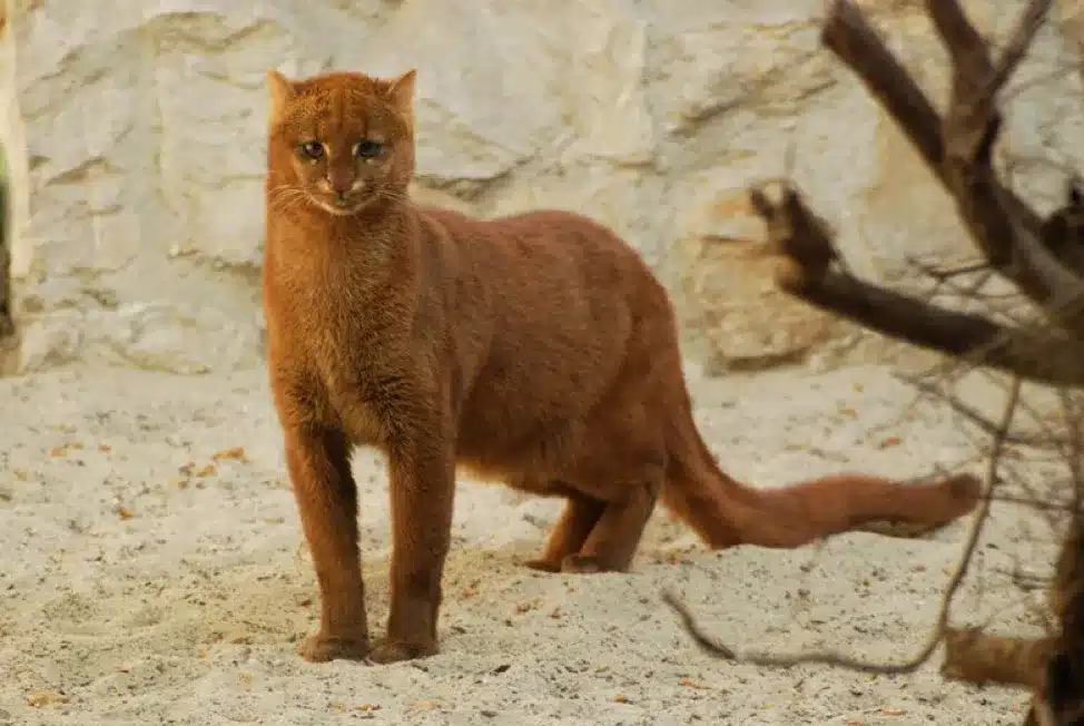 Jaguarundi