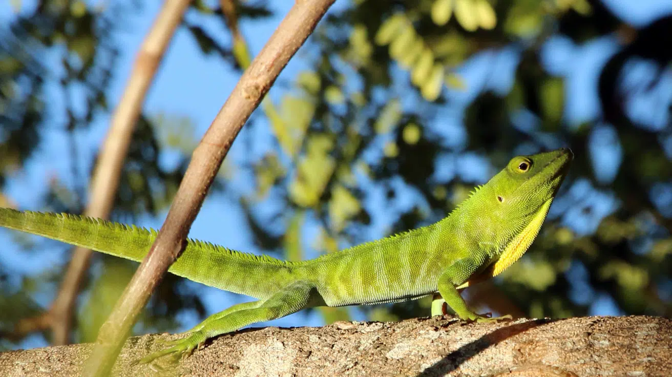 Jamaican_Giant_Anole