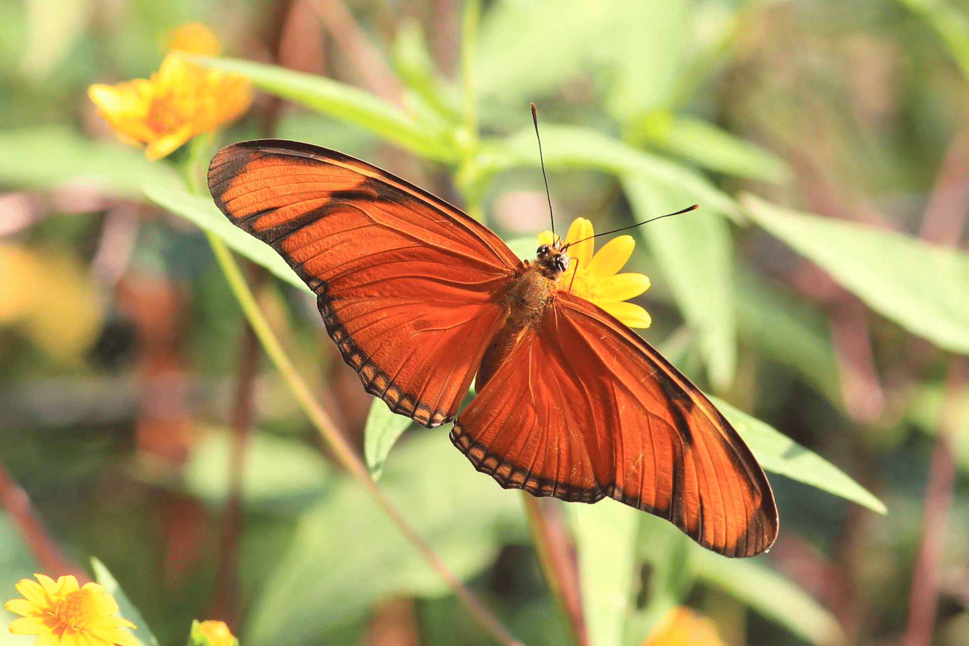 Julia_Butterfly