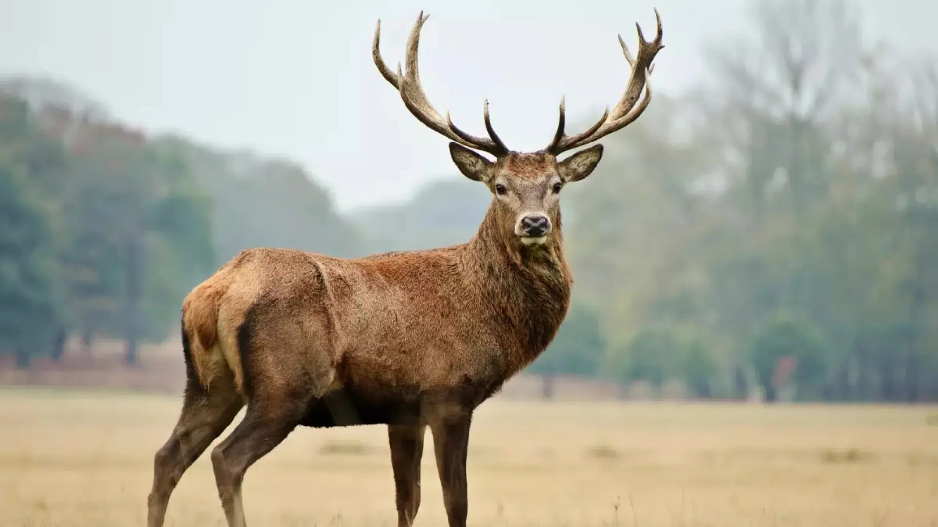 Kashmir_Stag