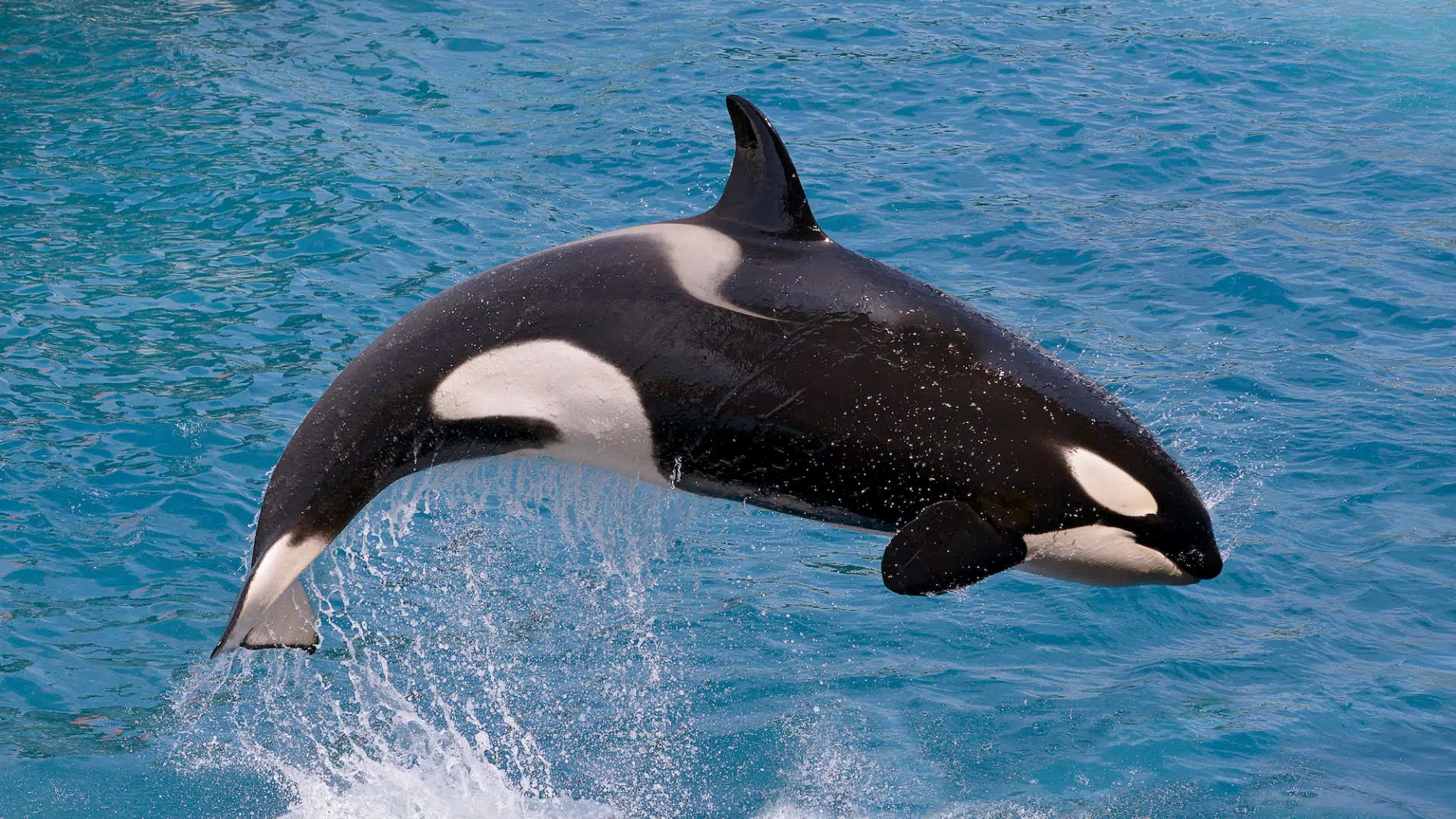 Killer_Whale