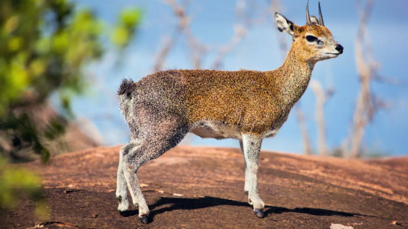 Klipspringer