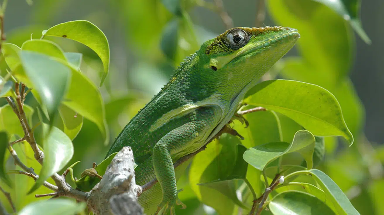 Knight_Anole
