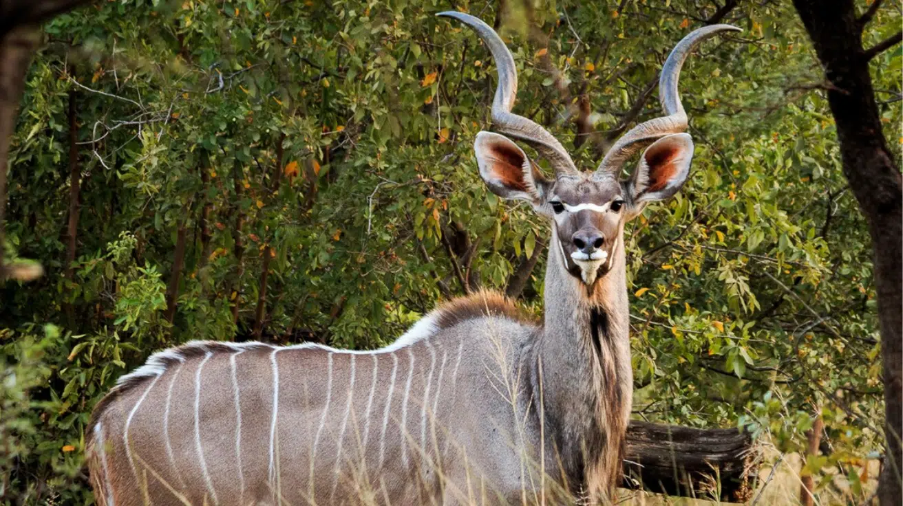 Kudu