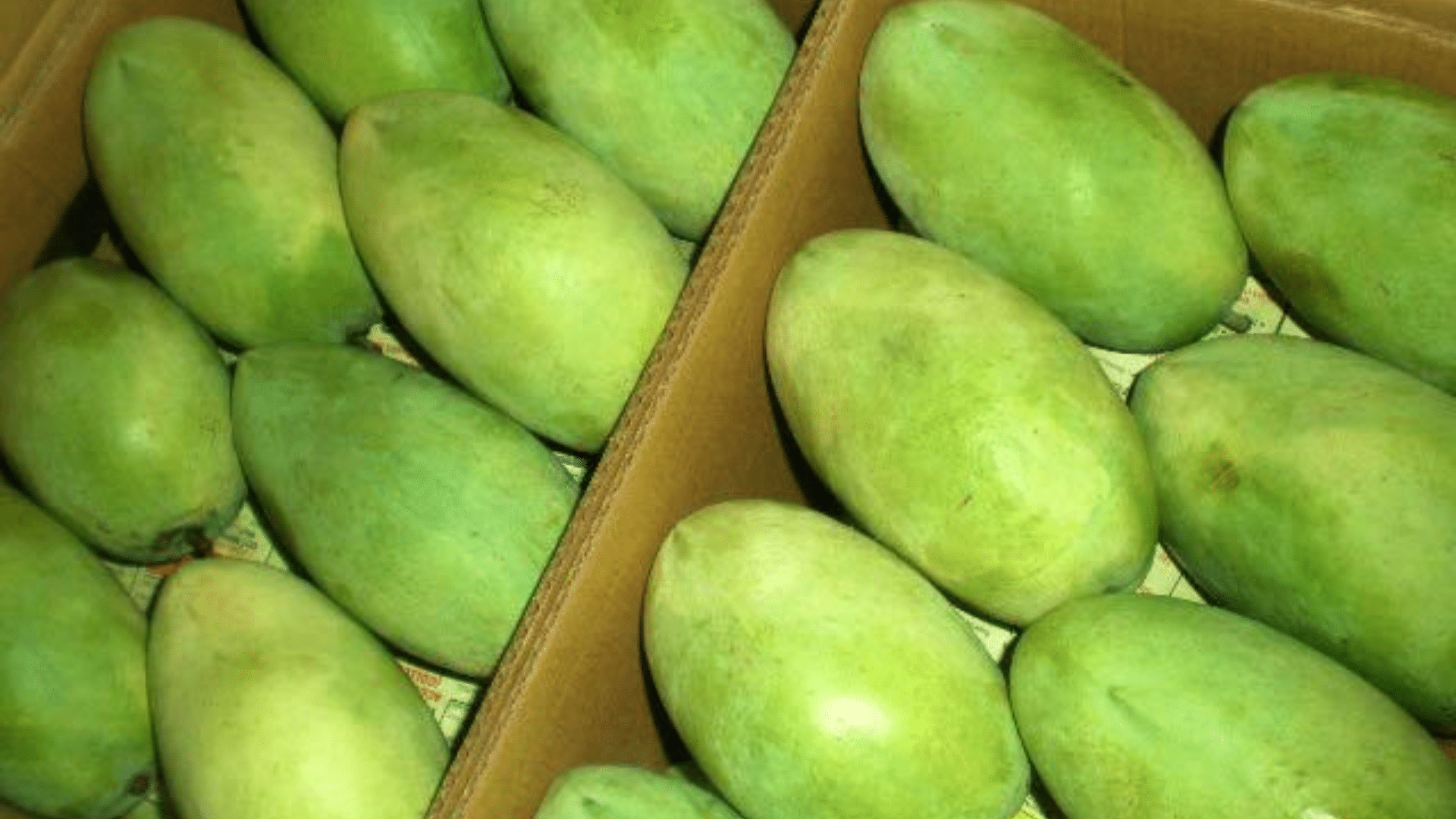 Langra_Mango