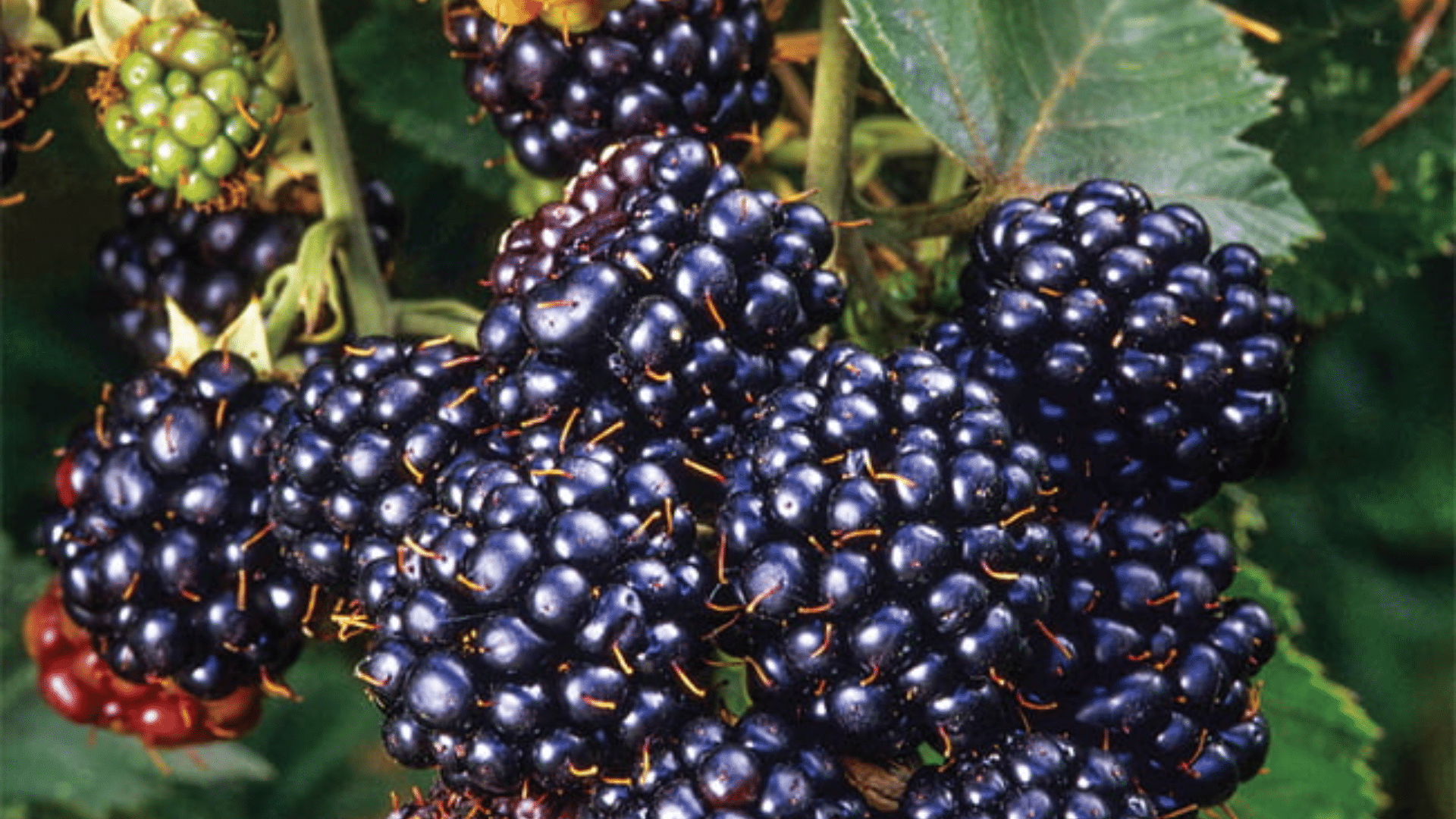 Lawton_Berry
