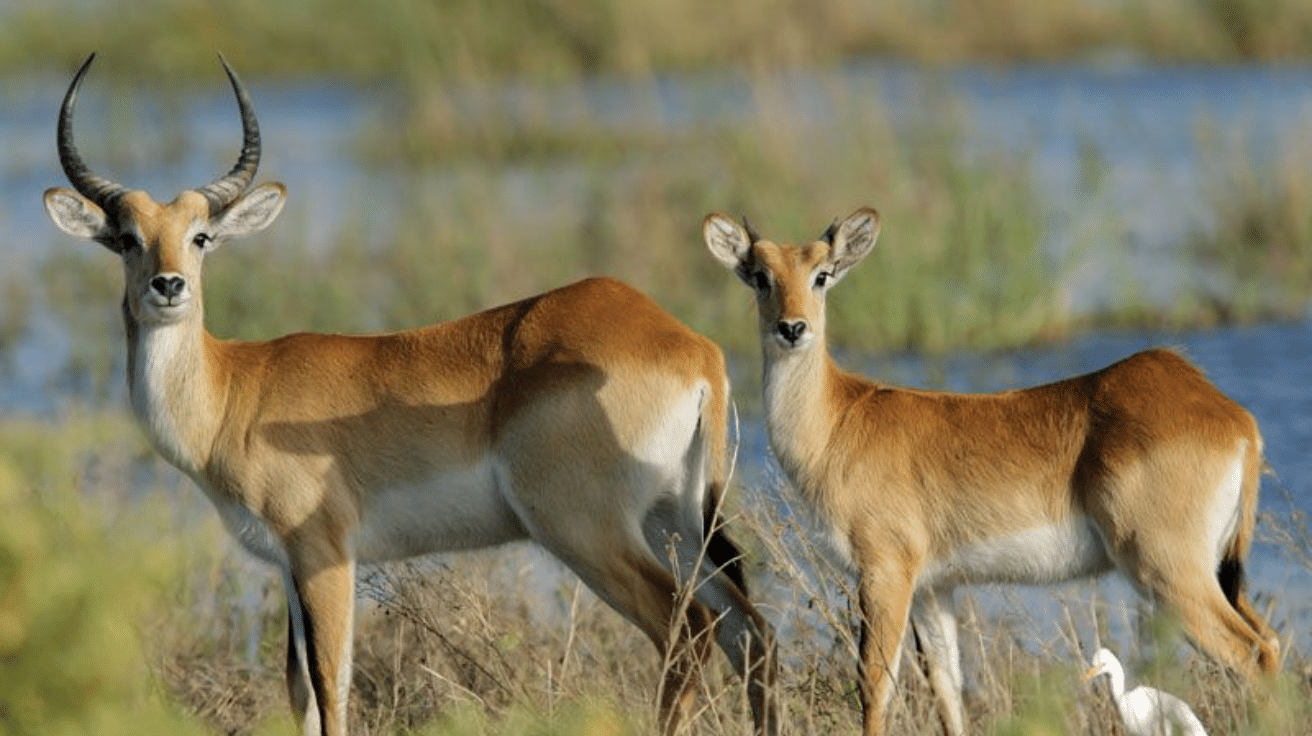 Lechwe
