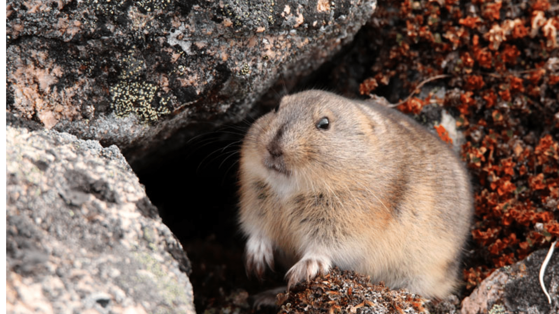 Lemmings