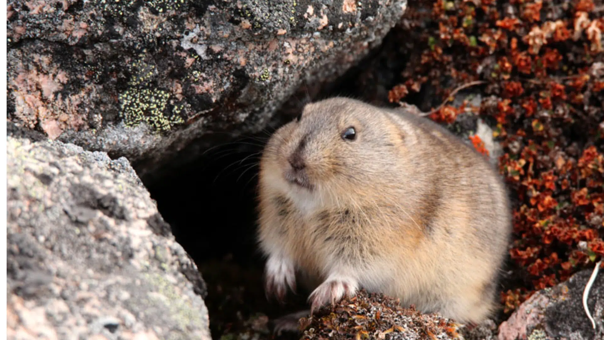 Lemmings