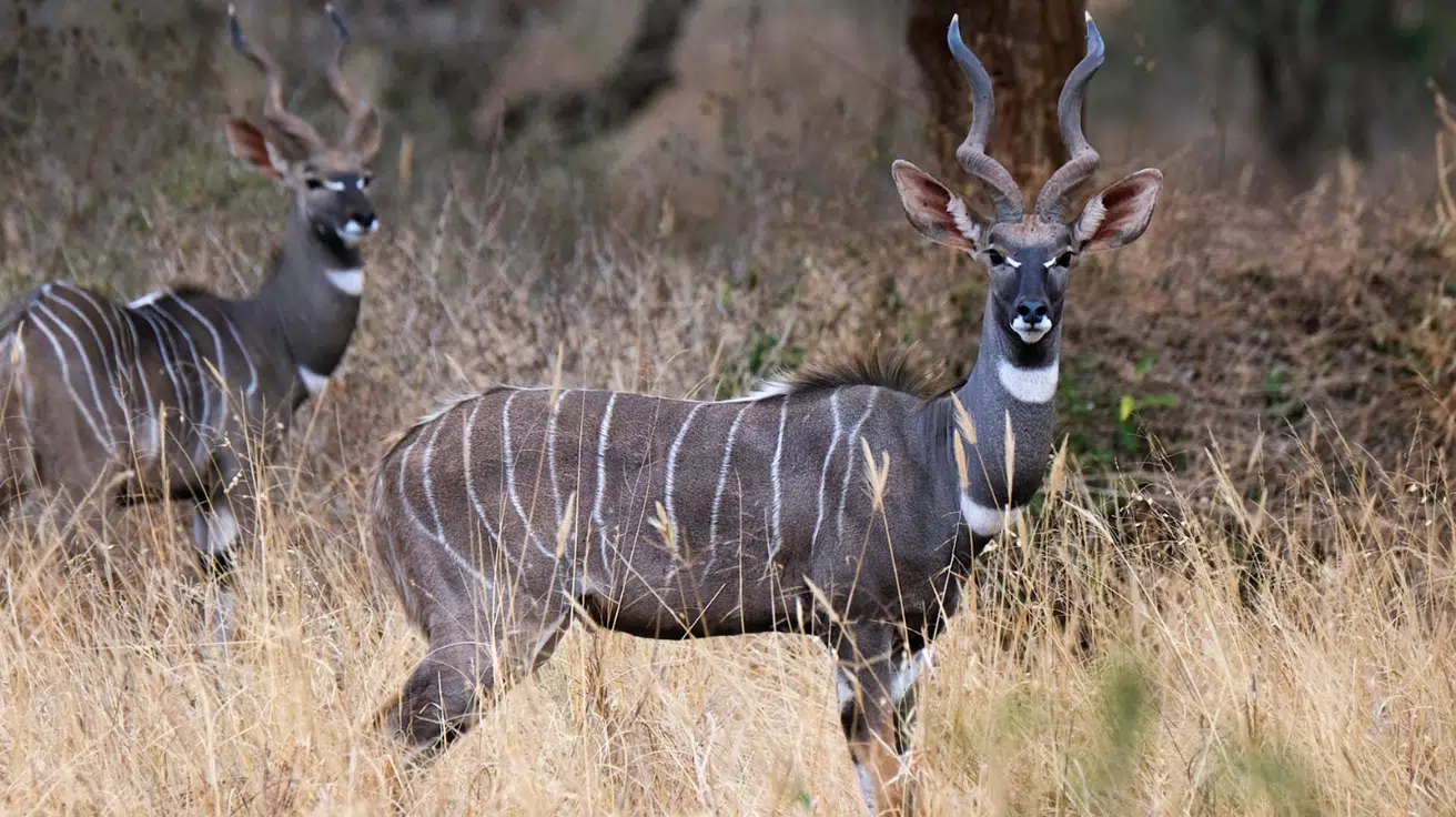 Lesser_Kudu