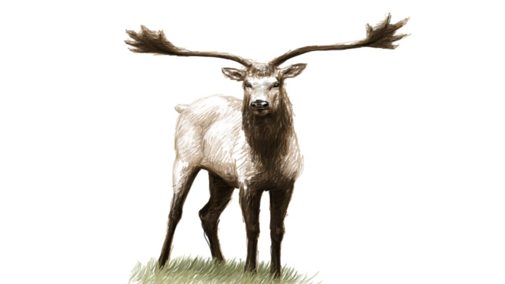 Libra_Alces_gallicus